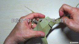 桑植金橋粽葉收購,桑植金橋粽葉加工,桑植金橋粽葉銷售,桑植金橋粽葉